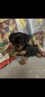 Rowdy, a male Yorkshire Terrier for sale in Adairsville, GA – 2 of 3