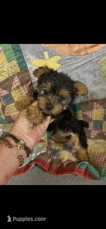 Tiny Girl  – Yorkshire Terrier puppy for sale in Adairsville, GA