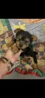 Tiny Girl , a female Yorkshire Terrier for sale in Adairsville, GA – 1 of 3