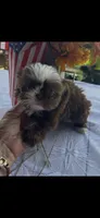 Cinnamon , a female Shih Tzu for sale in Adairsville, GA – 3 of 4