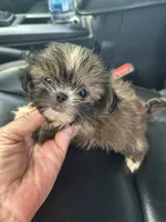 Tiny Girl , a female Shih Tzu for sale in Adairsville, GA – 4 of 4