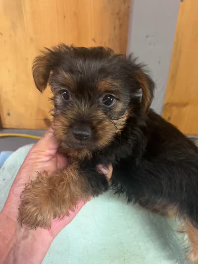 Mollie, a female Yorkshire Terrier for sale in Adairsville, GA – 2 of 2