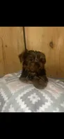 Ruffy, a male Yorkshire Terrier for sale in Adairsville, GA – 3 of 3