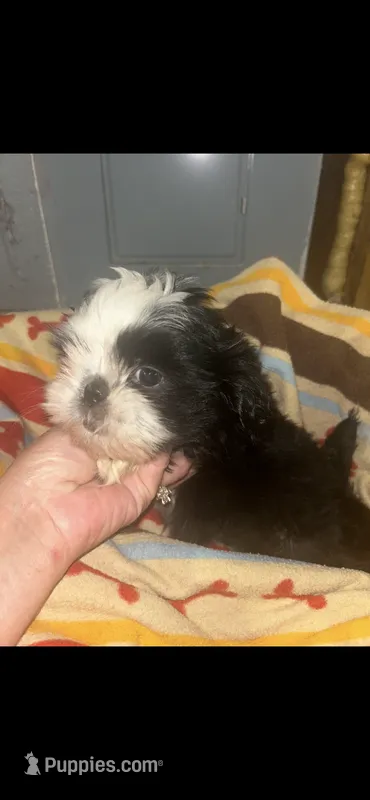 Panda – Shih Tzu puppy for sale in Adairsville, GA