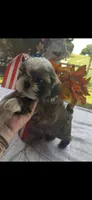 Rocky, a male Shih Tzu for sale in Adairsville, GA – 4 of 4