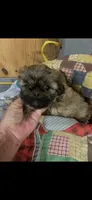 Reba, a female Shih Tzu for sale in Adairsville, GA – 2 of 3