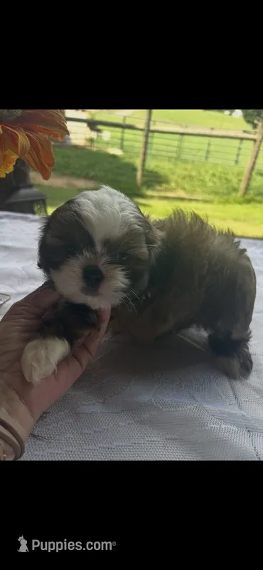 Rocky – Shih Tzu puppy for sale in Adairsville, GA
