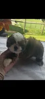 Rocky, a male Shih Tzu for sale in Adairsville, GA – 1 of 4