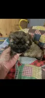 Reba, a female Shih Tzu for sale in Adairsville, GA – 3 of 3