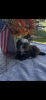 Cinnamon , a female Shih Tzu for sale in Adairsville, GA – 4 of 4