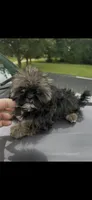 Gizmo , a male Shih Tzu for sale in Adairsville, GA – 2 of 3