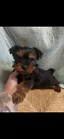 Yogi, a male Yorkshire Terrier for sale in Adairsville, GA – Photo 2 of 3