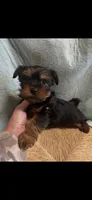 Yogi, a male Yorkshire Terrier for sale in Adairsville, GA – Photo 1 of 3