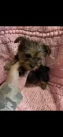 GiGi, a female Yorkshire Terrier for sale in Adairsville, GA – Photo 1 of 3