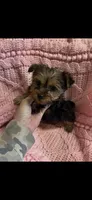 GiGi, a female Yorkshire Terrier for sale in Adairsville, GA – Photo 3 of 3