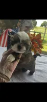 Rocky, a male Shih Tzu for sale in Adairsville, GA – 2 of 4