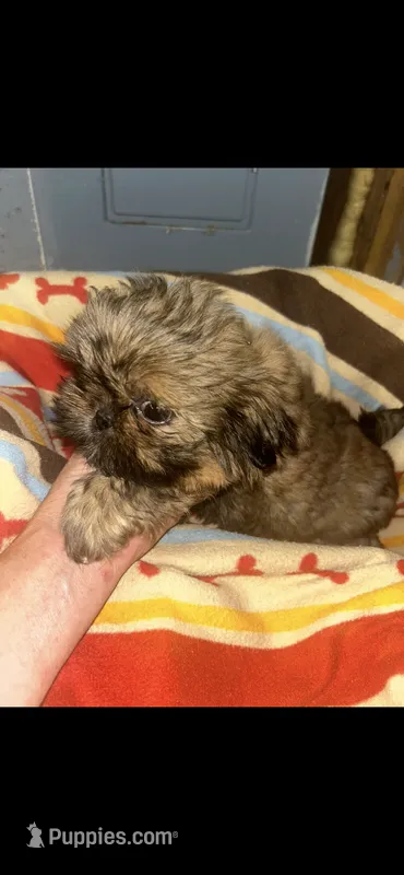 Sasha – Shih Tzu puppy for sale in Adairsville, GA