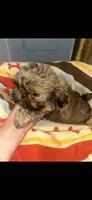 Sasha, a female Shih Tzu for sale in Adairsville, GA – 1 of 5