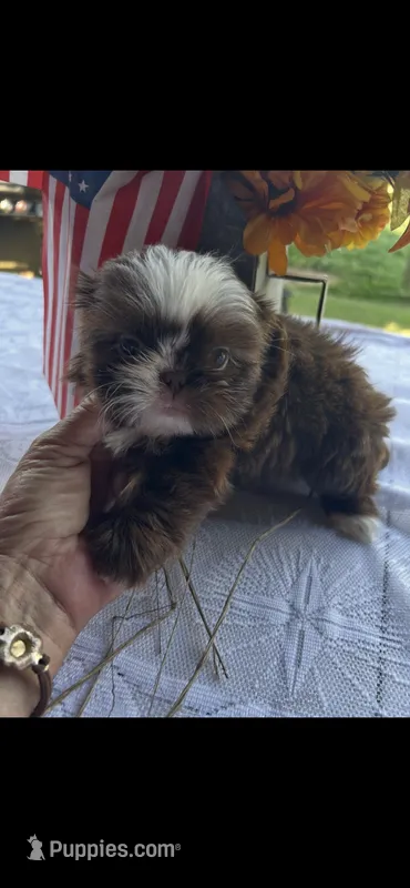 Cinnamon  – Shih Tzu puppy for sale in Adairsville, GA