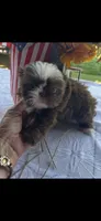 Cinnamon , a female Shih Tzu for sale in Adairsville, GA – 1 of 4
