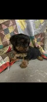 Rowdy, a male Yorkshire Terrier for sale in Adairsville, GA – 3 of 3
