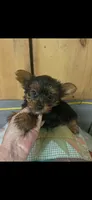 Dinky , a female Yorkshire Terrier for sale in Adairsville, GA – 3 of 4