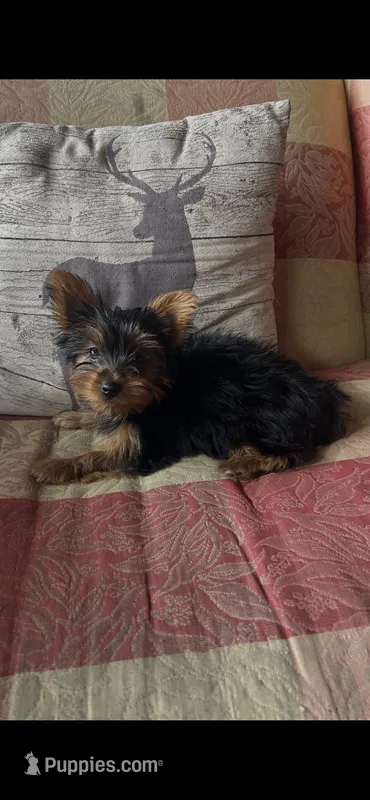 Gracie – Yorkshire Terrier puppy for sale in Adairsville, GA