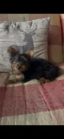 Gracie, a female Yorkshire Terrier for sale in Adairsville, GA – 1 of 4