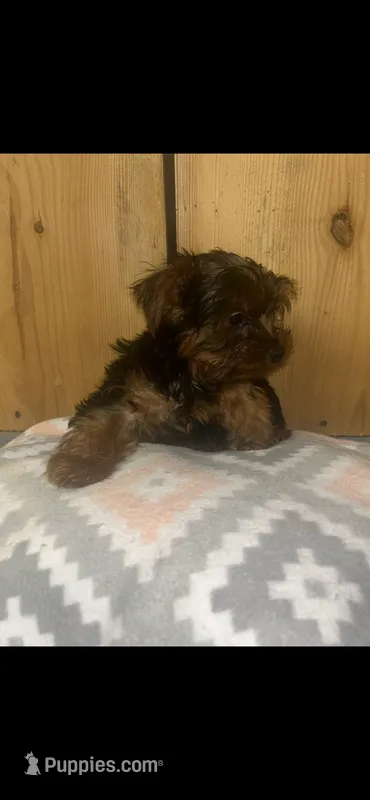 Ruffy – Yorkshire Terrier puppy for sale in Adairsville, GA