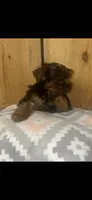 Ruffy, a male Yorkshire Terrier for sale in Adairsville, GA – 1 of 3