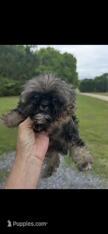 Gizmo  – Shih Tzu puppy for sale in Adairsville, GA