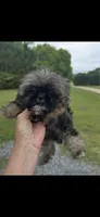 Gizmo , a male Shih Tzu for sale in Adairsville, GA – 1 of 3