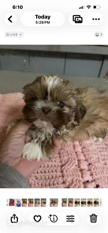Sweet pea – Shih Tzu puppy for sale in Adairsville, GA