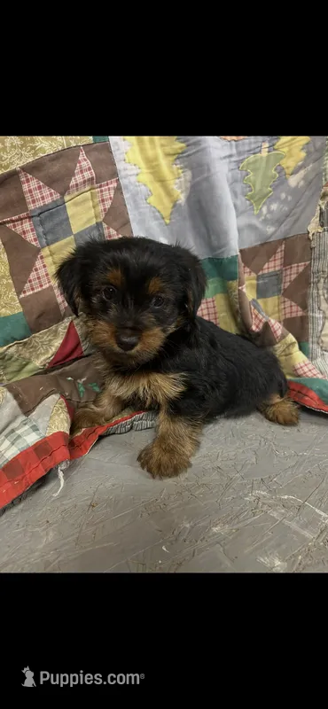 Rowdy – Yorkshire Terrier puppy for sale in Adairsville, GA