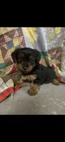 Rowdy, a male Yorkshire Terrier for sale in Adairsville, GA – 1 of 3