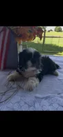 Cinnamon , a female Shih Tzu for sale in Adairsville, GA – 2 of 4