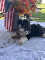 Daisy, a female Shih Tzu for sale in Adairsville, GA – 2 of 3