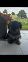 Taz, a male Yorkshire Terrier for sale in Adairsville, GA – 2 of 3