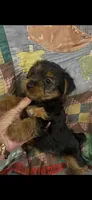 Rip, a male Yorkshire Terrier for sale in Adairsville, GA – 3 of 3
