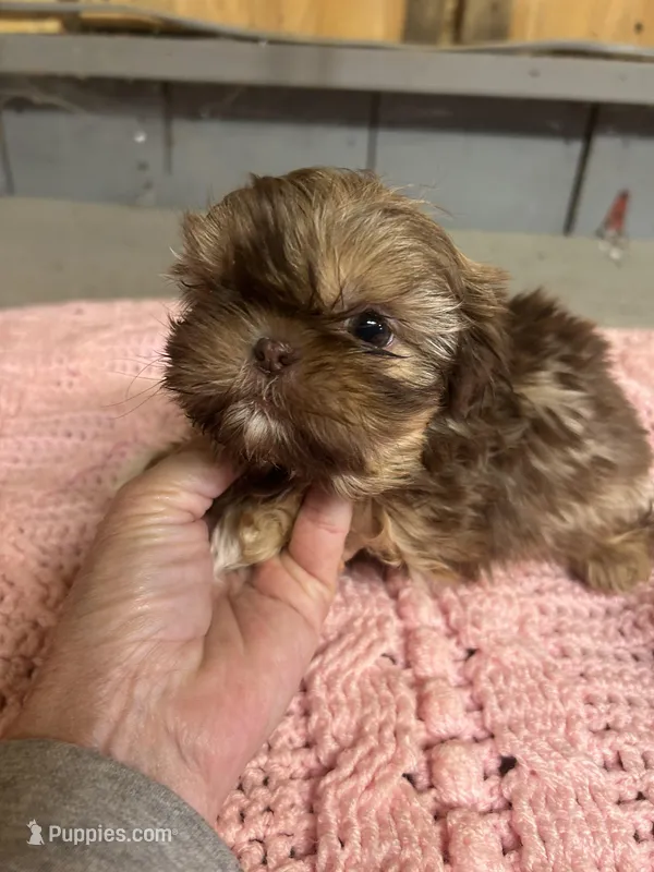 Cinnamon  – Shih Tzu puppy for sale in Adairsville, GA