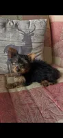 Gracie, a female Yorkshire Terrier for sale in Adairsville, GA – 2 of 4