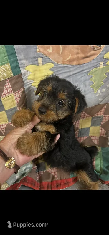 Rip – Yorkshire Terrier puppy for sale in Adairsville, GA