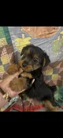 Rip, a male Yorkshire Terrier for sale in Adairsville, GA – 1 of 3