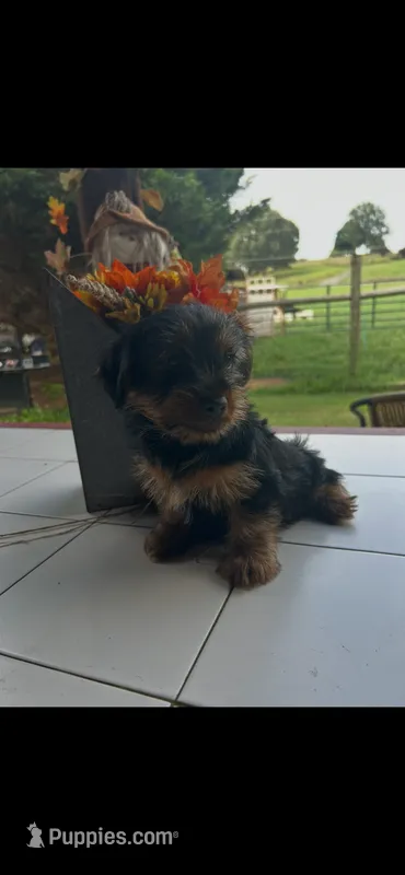 Taz – Yorkshire Terrier puppy for sale in Adairsville, GA