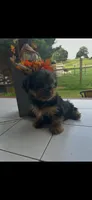 Taz, a male Yorkshire Terrier for sale in Adairsville, GA – 1 of 3