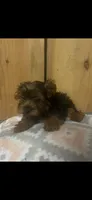 Ruffy, a male Yorkshire Terrier for sale in Adairsville, GA – 2 of 3