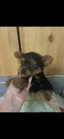 Dinky , a female Yorkshire Terrier for sale in Adairsville, GA – 2 of 4