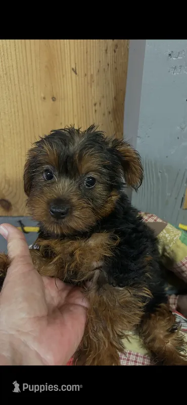 Brody  – Yorkshire Terrier puppy for sale in Adairsville, GA