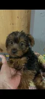 Brody , a male Yorkshire Terrier for sale in Adairsville, GA – 1 of 1