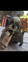 Rocky, a male Shih Tzu for sale in Adairsville, GA – 3 of 4